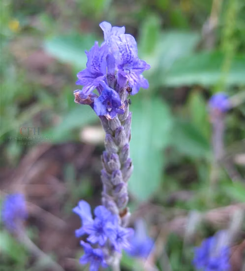 ハーブティー用の高品質のラベンダー乾燥花